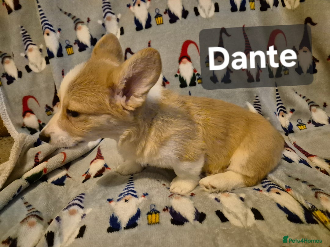 Welsh Corgi Pembroke dogs for sale: 8  Wales Pembroke Corgi puppy's - Advert 38