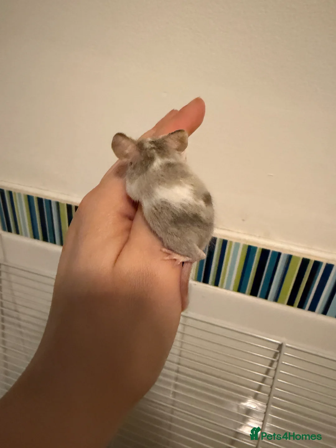 Mouse rodents for sale: Baby fancy pet mice boys-beautiful colours inc tri - Advert 2