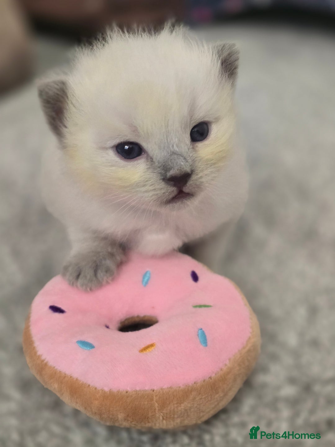 Ragdoll cats for sale: 💙 BLUEPOINT RAGDOLL BOY FOR SALE 💙 - Image 1