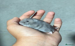 Hamster rodents for sale: STUNNING, TAME, PEDIGREE BABY WINTER WHITE HAMSTER - Image 4