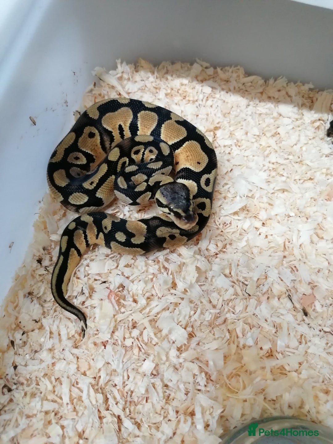 Python Snake reptiles for sale: Ball pythons adult females and hatchlings  - Image 9