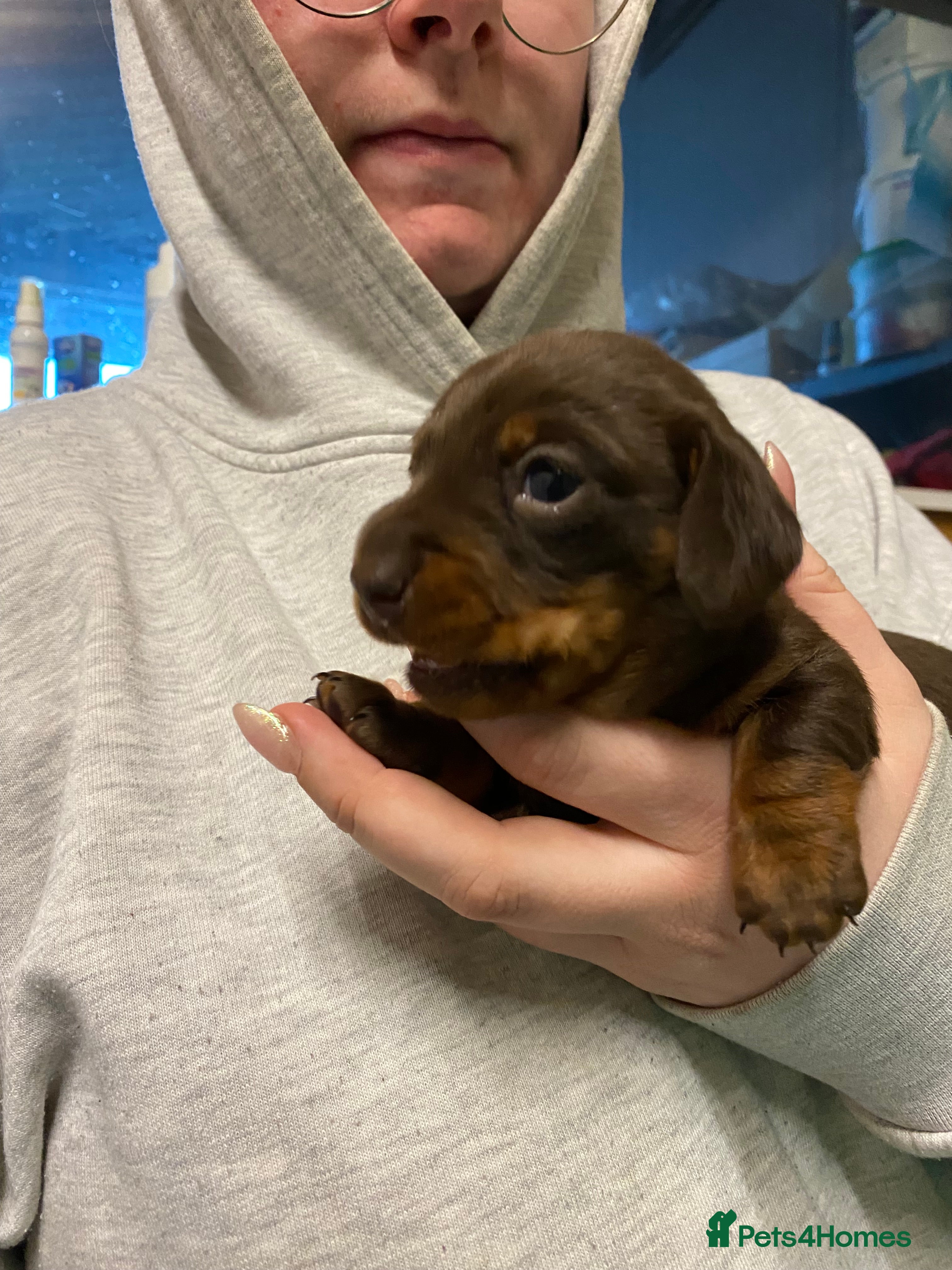 Miniature Dachshund dogs Chocolate/tan girl - Advert 3