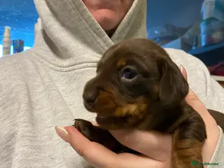 Miniature Dachshund dogs Chocolate/tan girl - Advert 6
