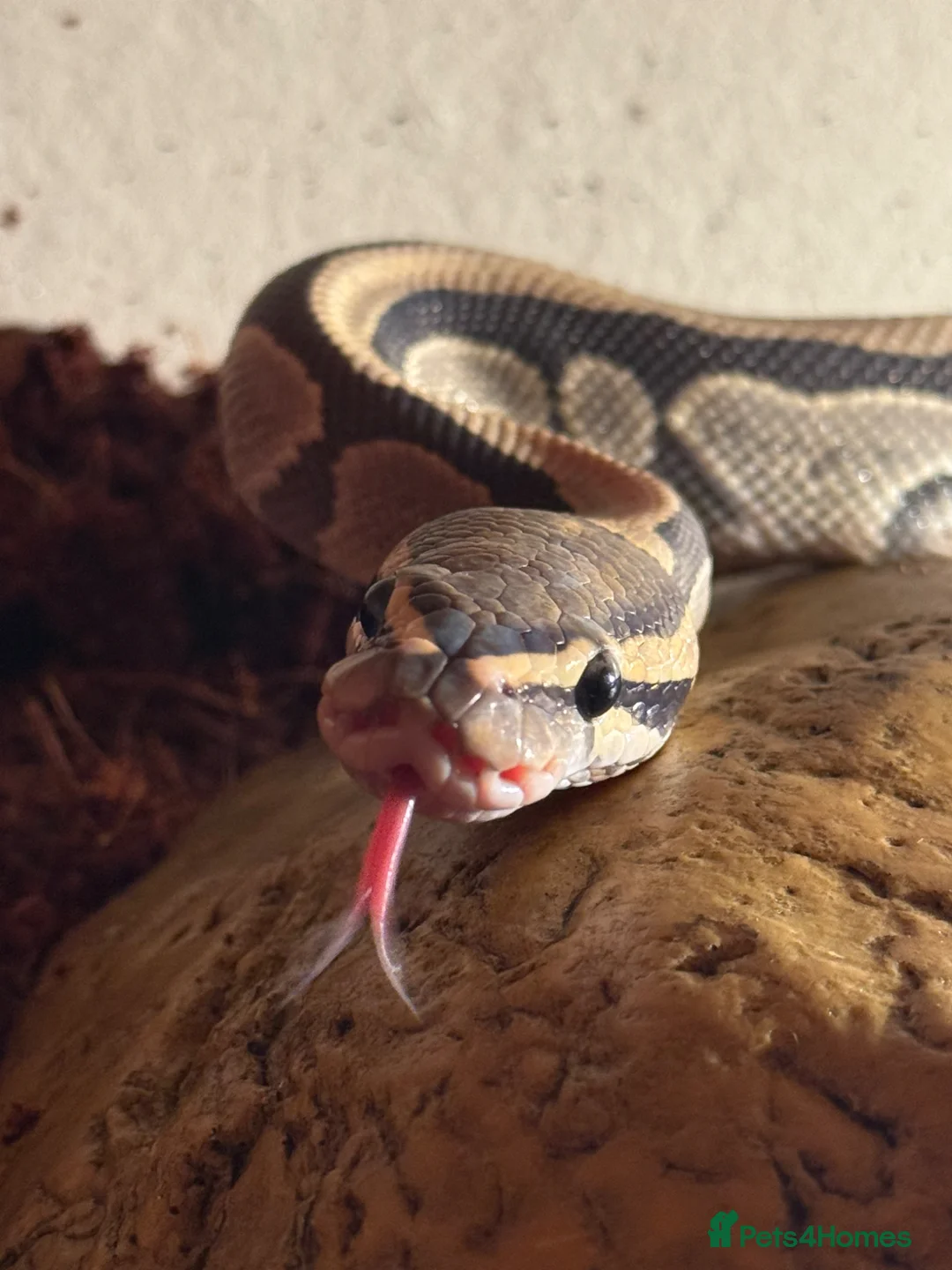 Python Snake reptiles for sale: Hypo het clown royal python - Advert 1