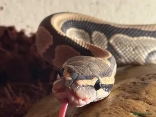 Python Snake reptiles Hypo het clown royal python - Advert 5
