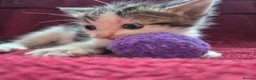 Mixed Breed cats for sale: Amazing family kittens - Advert 14