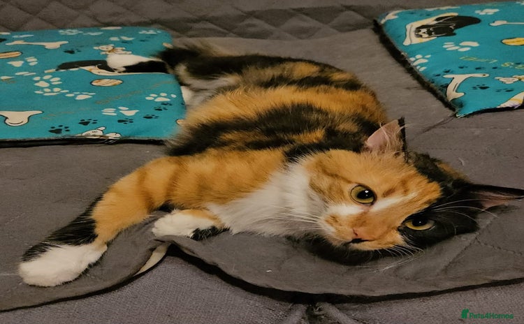 Mixed Breed cats - Advert 1