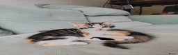 Mixed Breed cats for sale: 2 gorgeous calico kittens - Advert 4