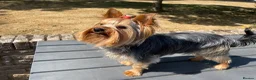 Yorkshire Terrier dogs for sale: 19 month RKC registered Yorkshire Terrier in Yeovil - Advert 4