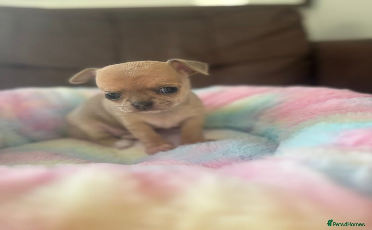 Chihuahua dogs - Advert 8