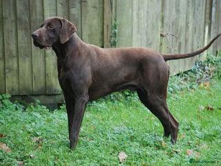 German Shorthaired Pointer dogs in Swansea - Advert 25