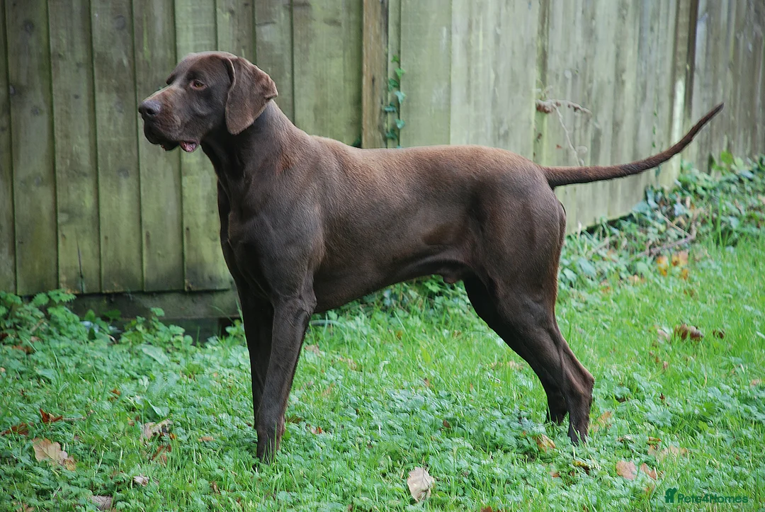 German Shorthaired Pointer dogs for stud: GSP Solid Liver Available for Stud Italian Import in Swansea - Advert 1