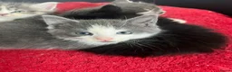 Mixed Breed cats for sale: Friendly, Playful Kittens - Advert 6
