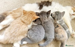 Mixed Breed cats for sale: British shorthair Cross kittens  - Image 3