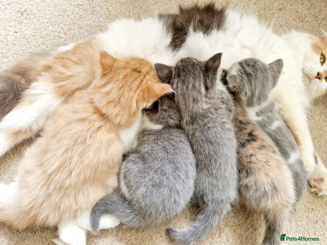 Mixed Breed cats for sale: British shorthair Cross kittens  - Image 3