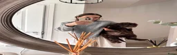 Bordoodle dogs for sale: Beautiful fluffy Borderdoodle  - Advert 5