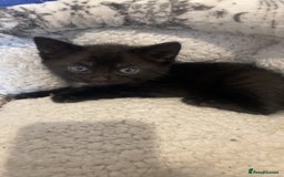 Mixed Breed cats for sale: 4 kittens for sale  - Image 4