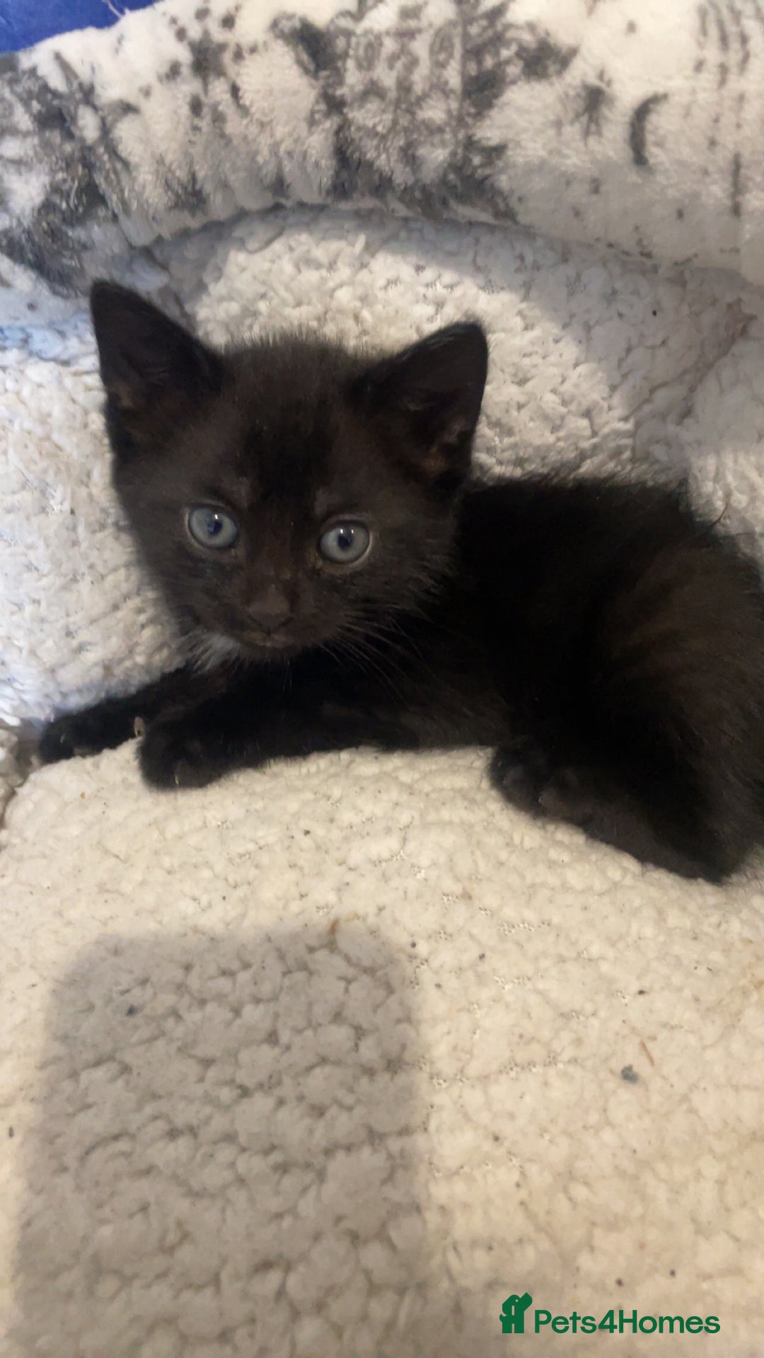 Mixed Breed cats for sale: 4 kittens for sale  - Image 4