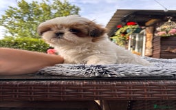 Shih Tzu dogs for sale: Stunning shih tzu babies - Image 5
