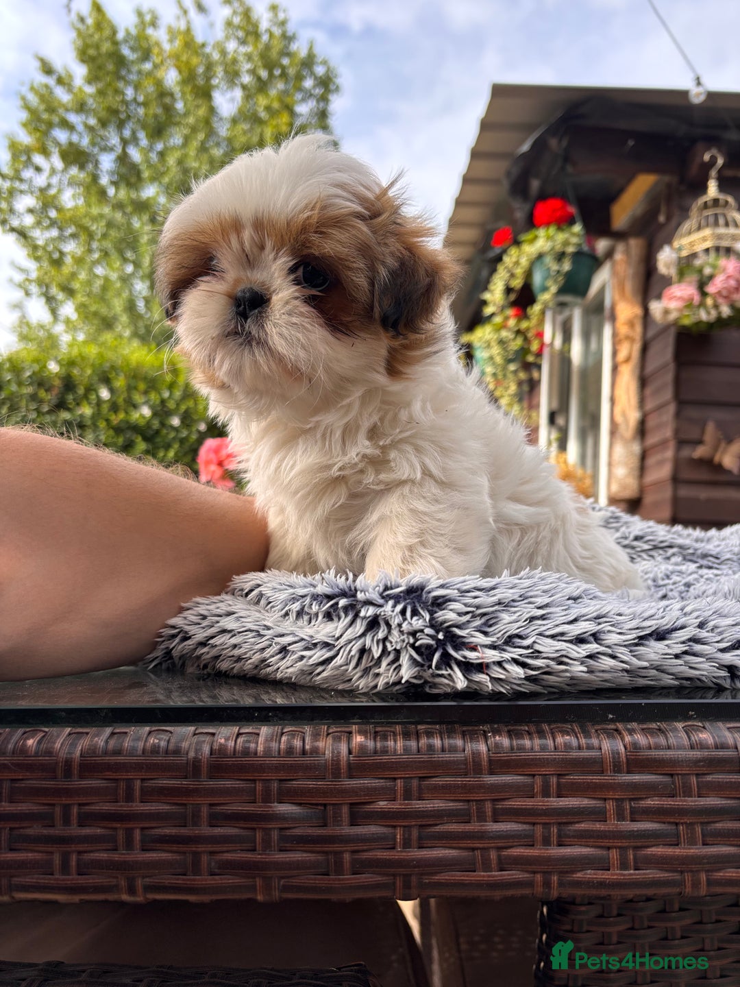 Shih Tzu dogs for sale: Stunning shih tzu babies - Image 5