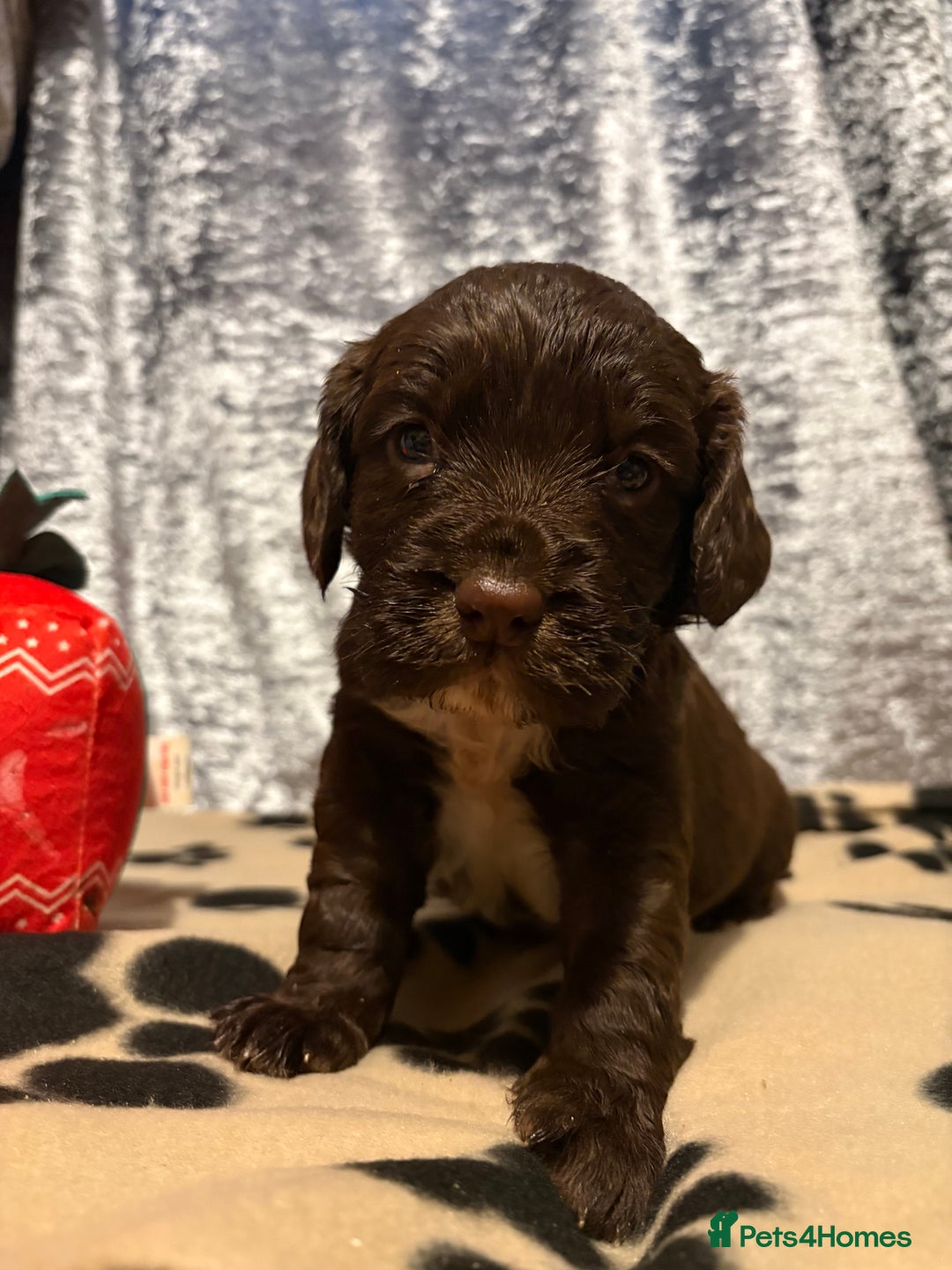 Cocker Spaniel dogs for sale: Stunning Show X Working cocker spaniels  - Advert 3