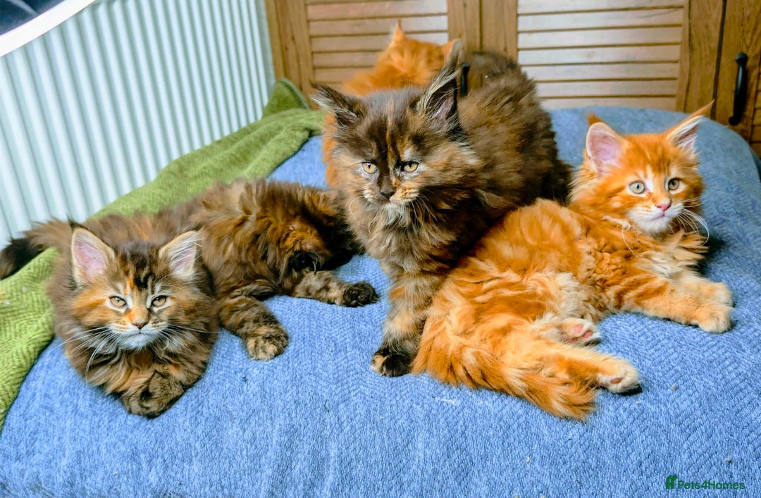 Maine Coon cats for sale: Stunning maine coon kittens  - Advert 17