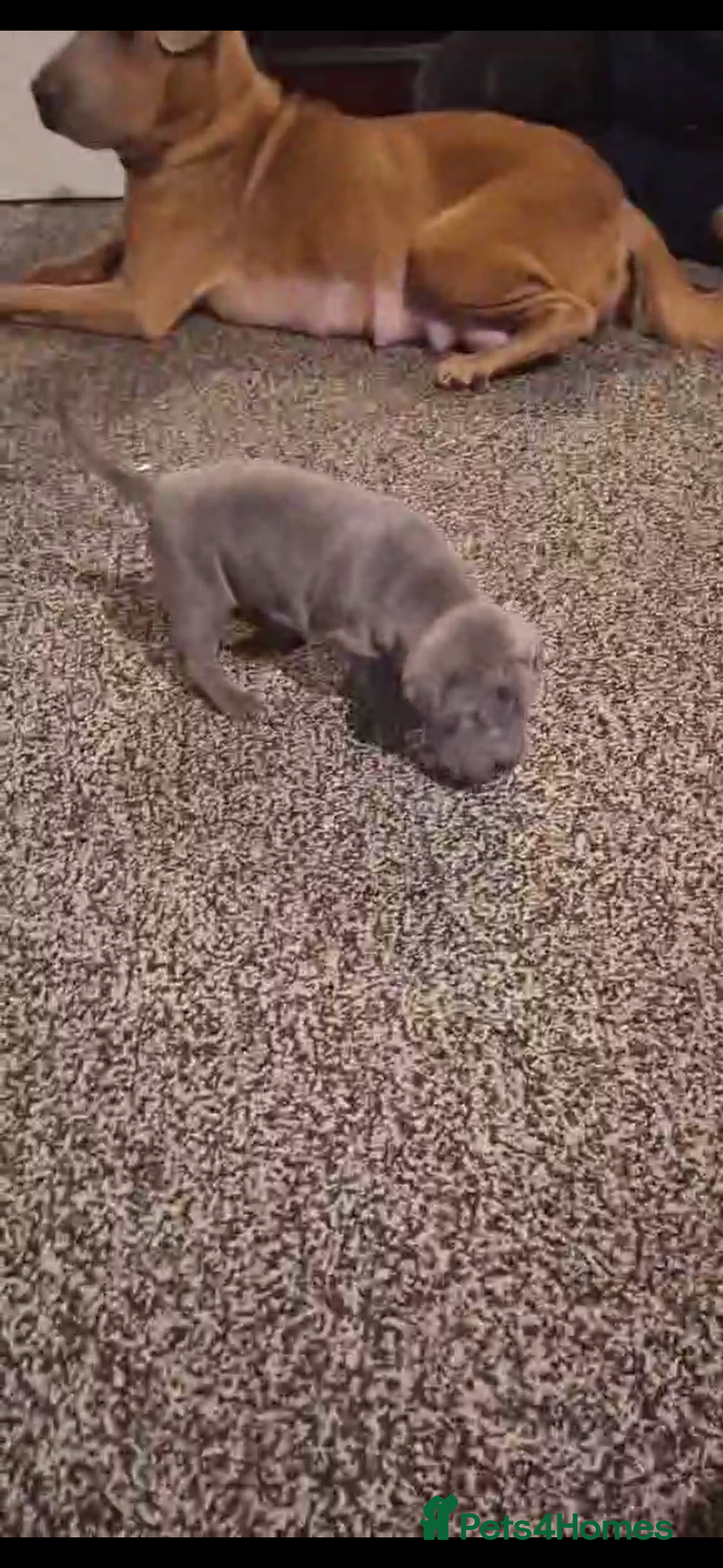 Shar Pei dogs for sale: Blue Shar pei girl - Advert 6