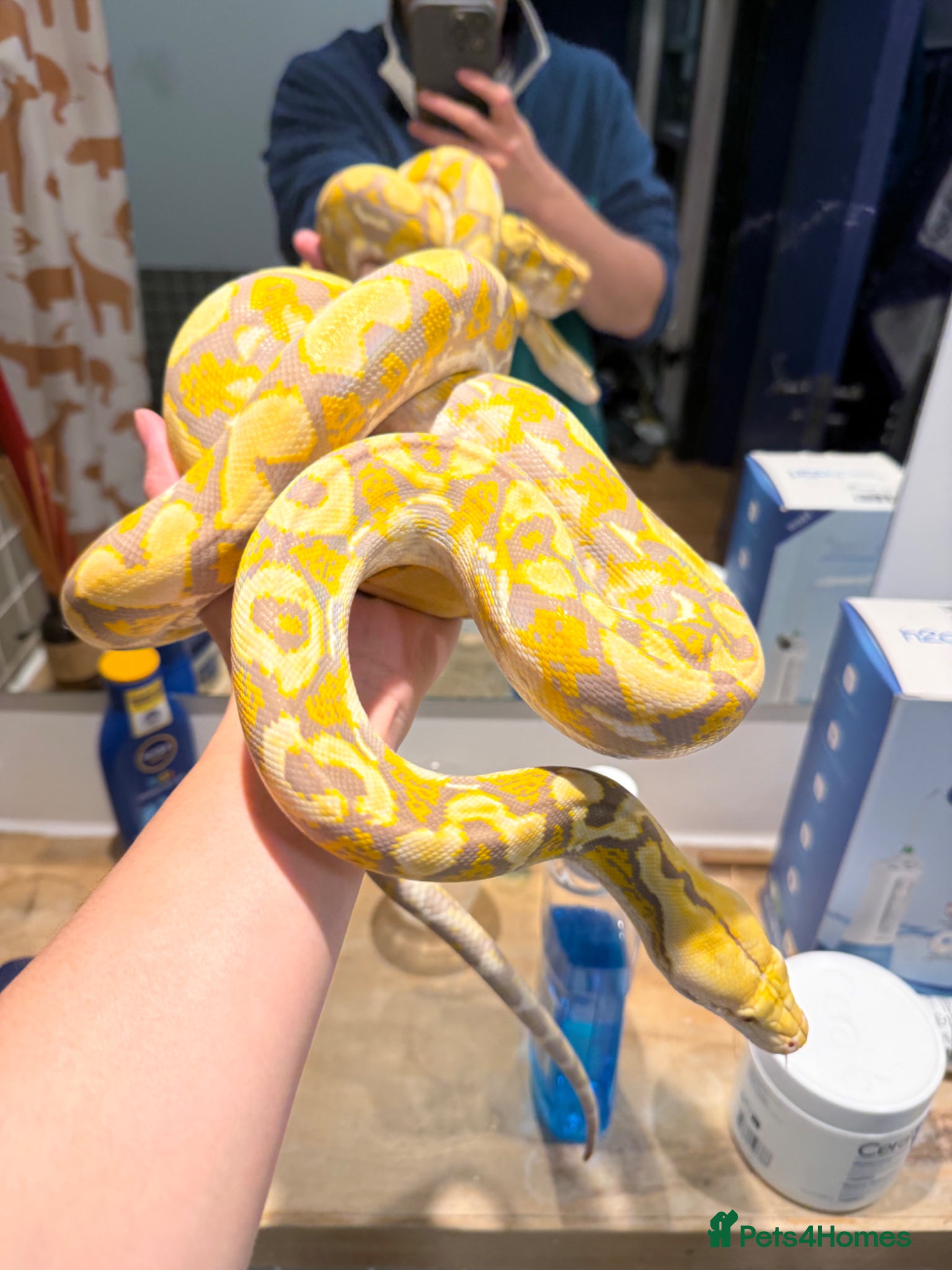 Python Snake reptiles Foulsham : Caramel Albino Reticulated python - Advert 2