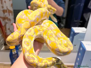 Python Snake reptiles Foulsham : Caramel Albino Reticulated python - Advert 2