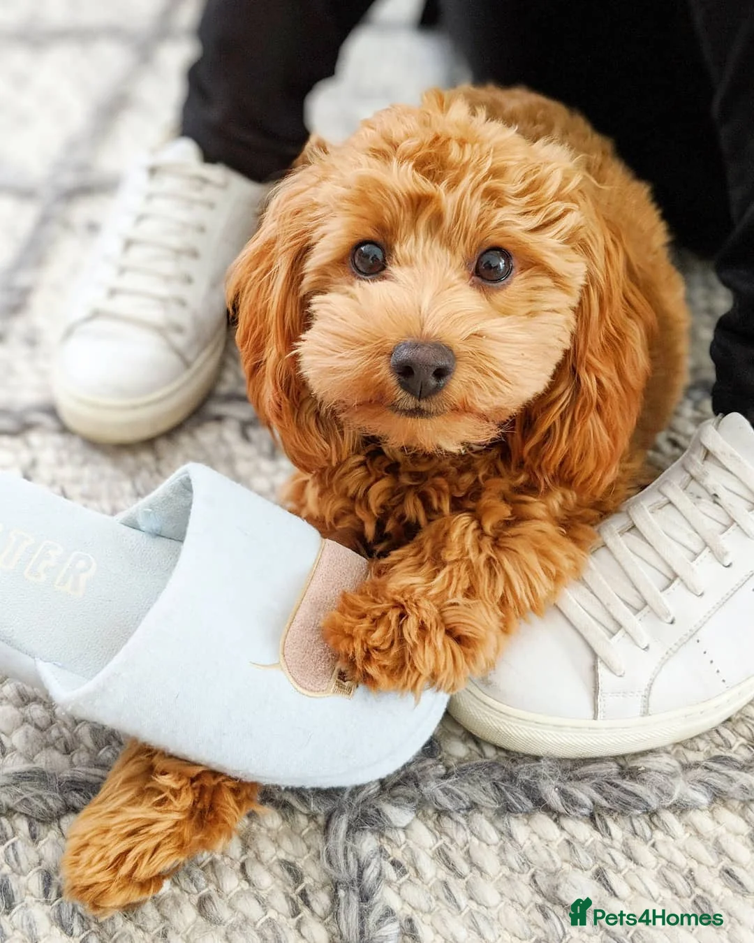 Cavapoo dogs for sale: Beautiful Cavapoo Puppy – Zoey 8 Months Old - Advert 6
