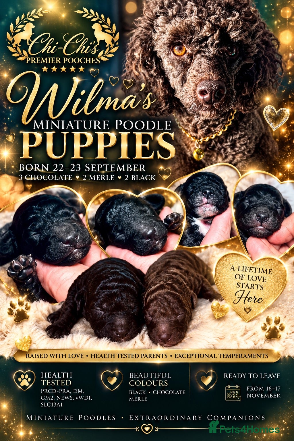Miniature Poodle dogs 5 star Miniature poodle puppies  - Advert 1