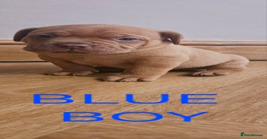 Dogue De Bordeaux dogs - Advert 7