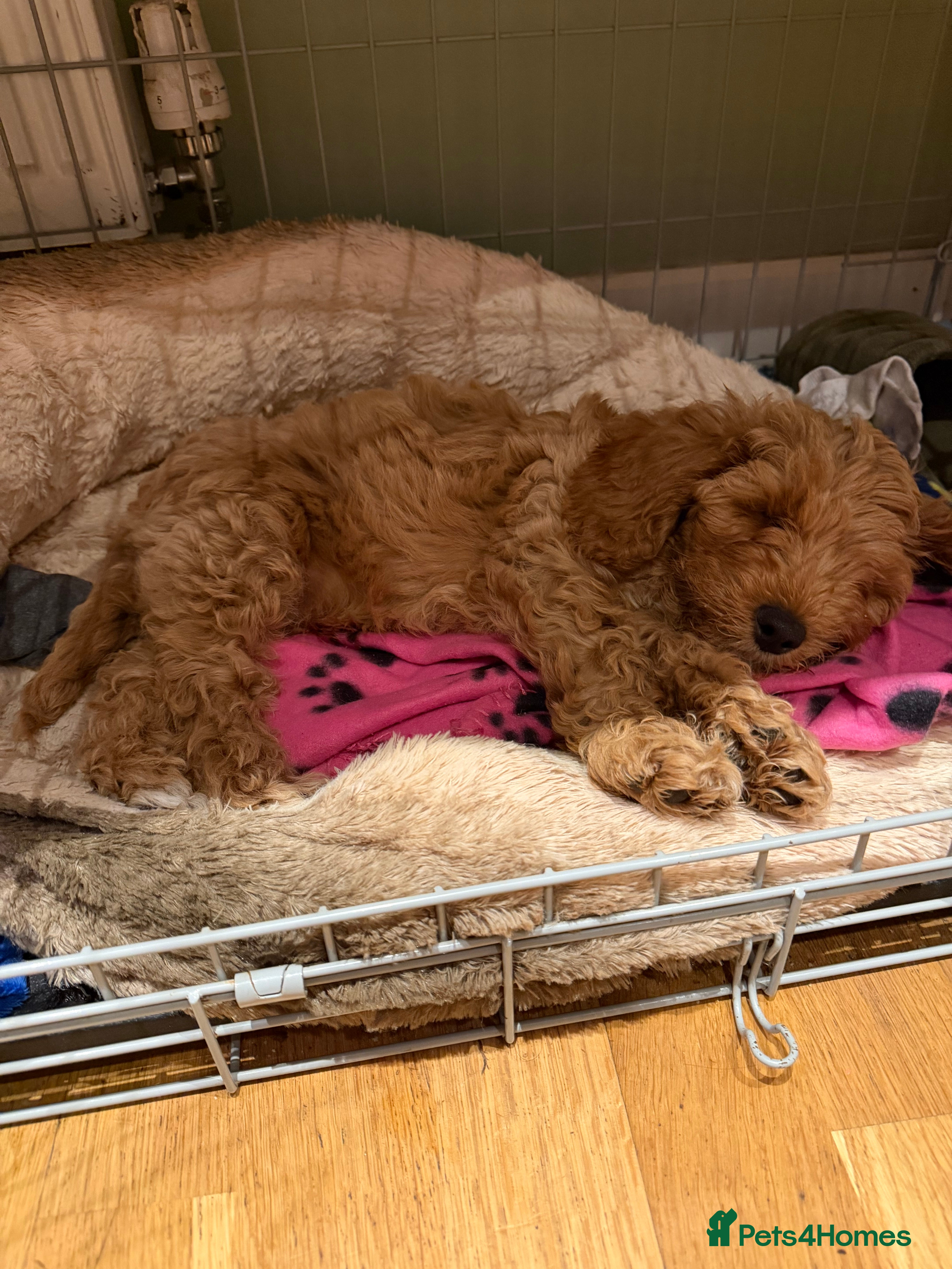 Cockapoo dogs Reduced, Ready To Leave F1b Cockapo - Advert 2