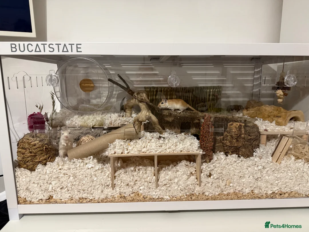 Gerbil rodents for sale: 2 Female Gerbils + BUCATSTATE setup - Advert 2