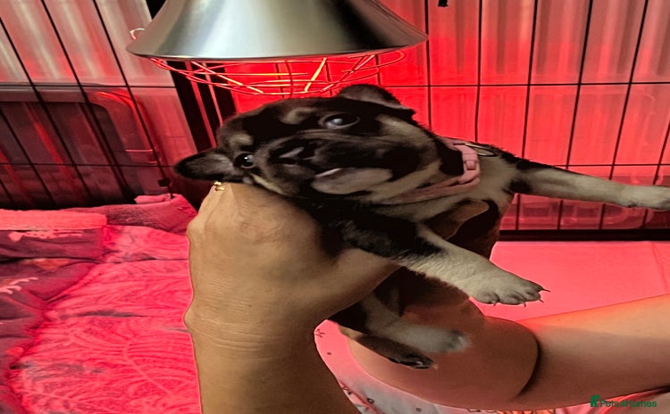 French Bulldog dogs - Advert 1