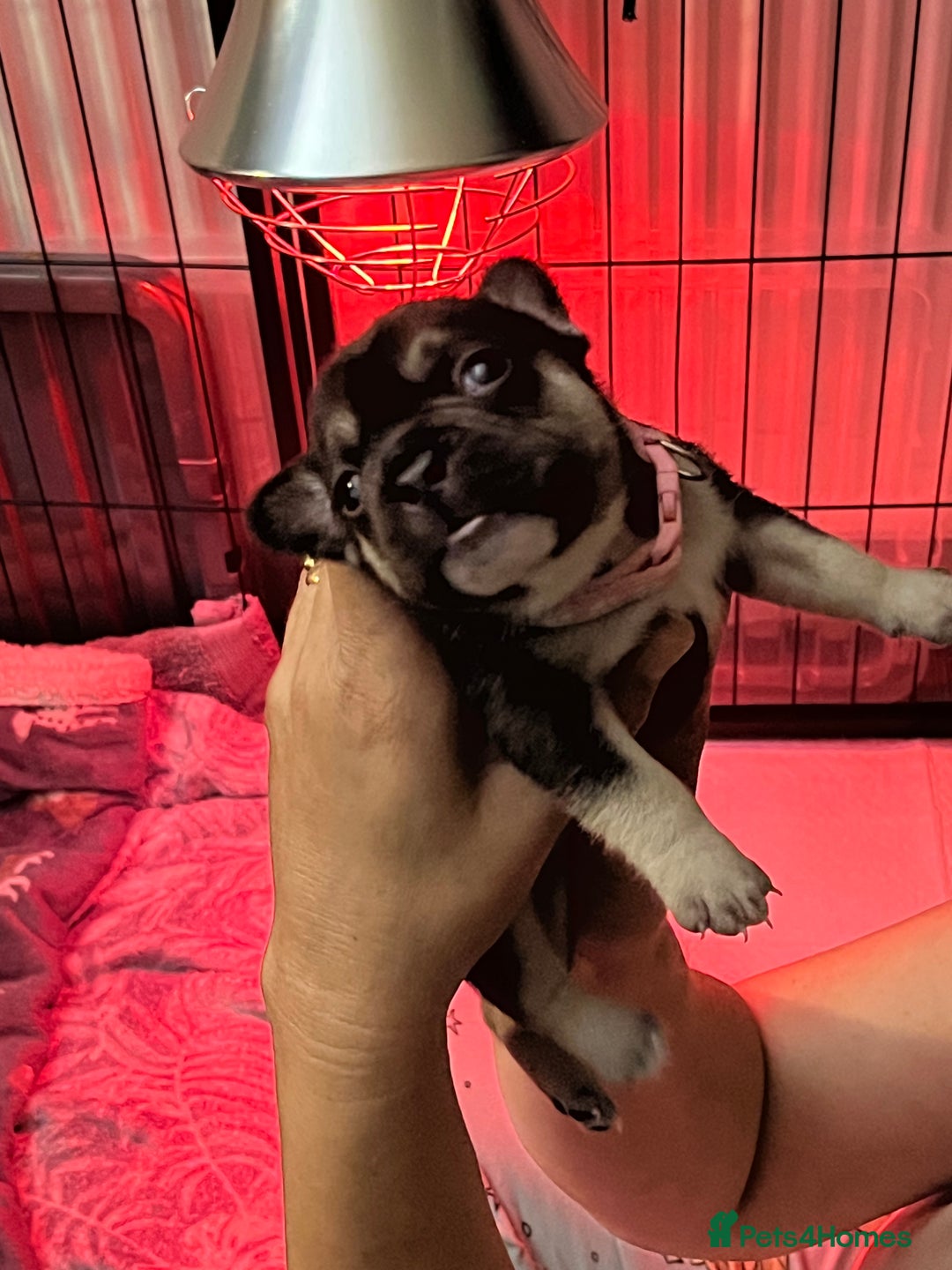French Bulldog dogs for sale: 5 girls  - Image 1
