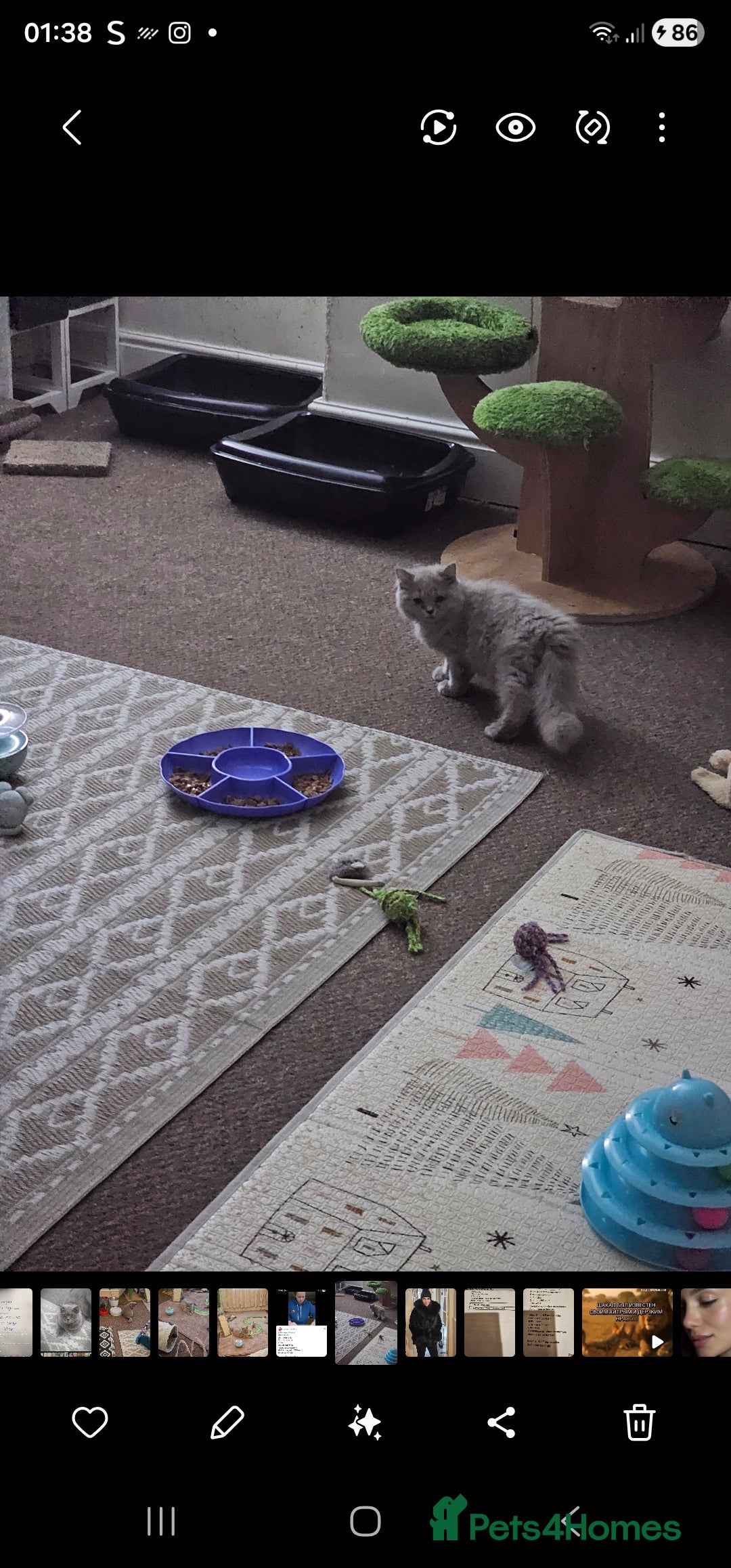 British Shorthair cats for sale: British shorthair and longhair  - Advert 13