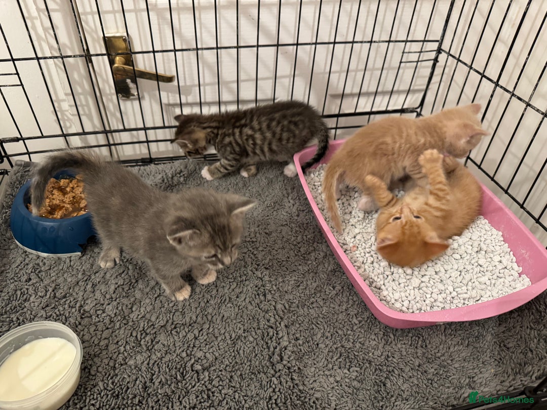American Shorthair cats for sale: 4 stunning bsh x American short kittens avail - Image 15