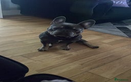 French Bulldog dogs for sale: 2 Year Old Male French Bulldog - Image 6
