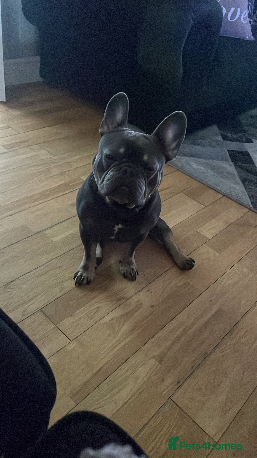 French Bulldog dogs for sale: 2 Year Old Male French Bulldog - Image 6