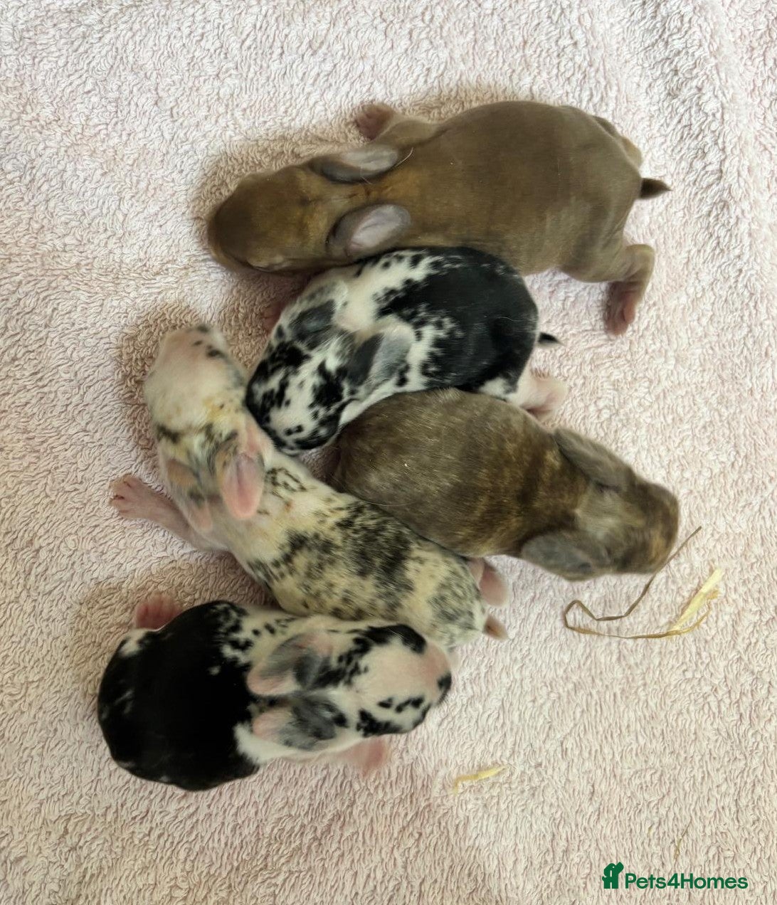 Mini Lop rabbits The litter has been born. - Advert 1
