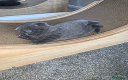 Scottish Fold cats for sale: Scottish Fold x Russian Blue Kittens  - Image 3