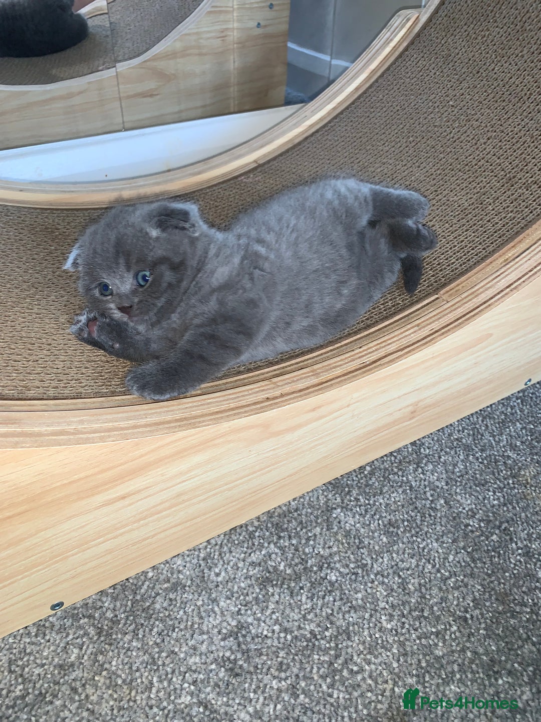 Scottish Fold cats for sale: Scottish Fold x Russian Blue Kittens  - Image 3