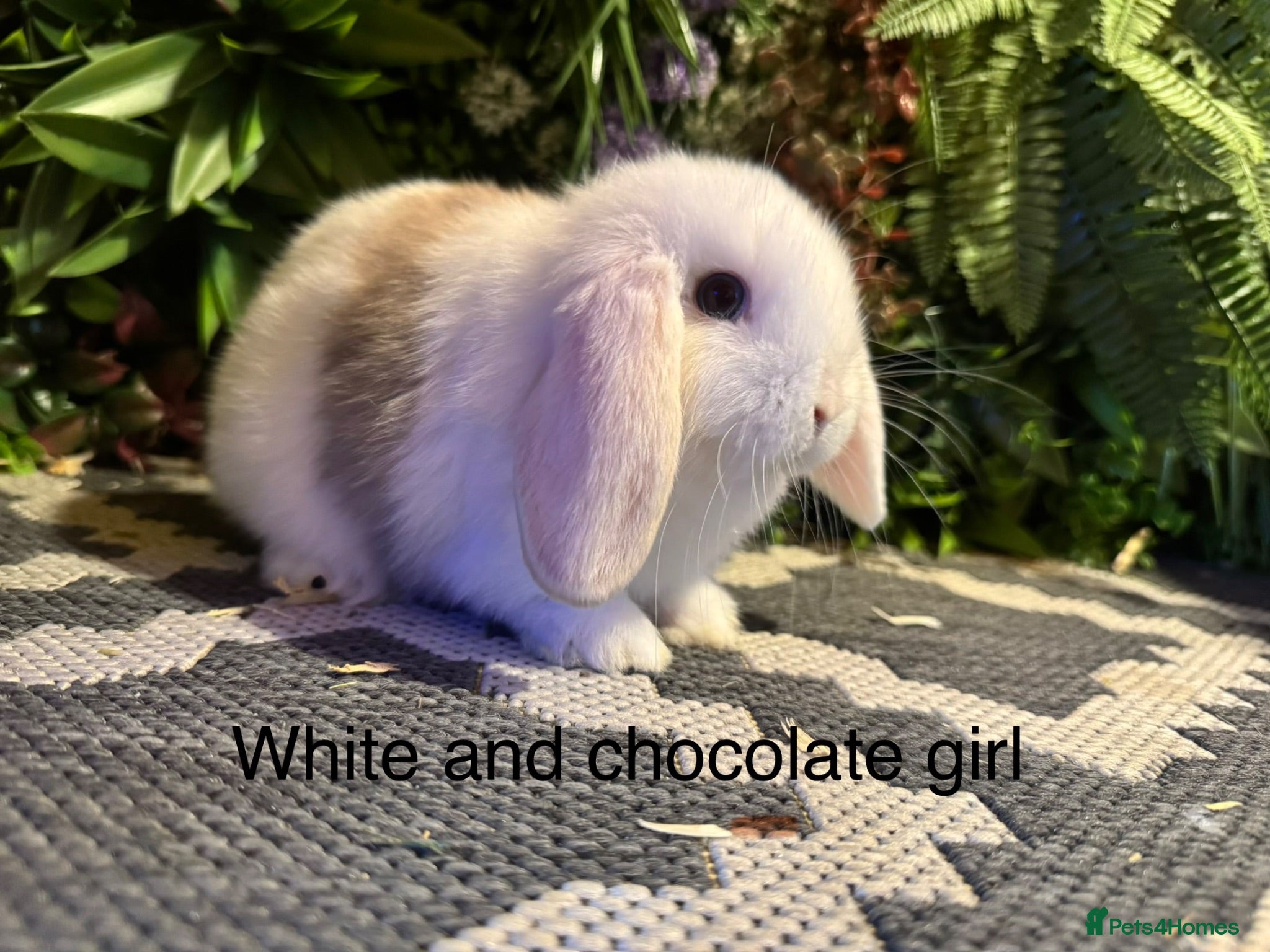 Mini Lop rabbits ⭐️pure bred mini lops ready to reserve⭐️ - Advert 1