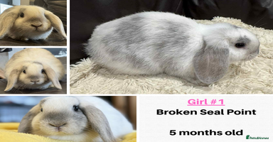 Mini Lop rabbits - Advert 7