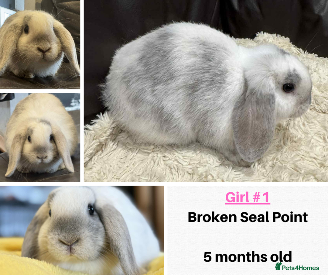 Mini Lop rabbits for sale: Beautiful Mini Lops - Ready Now - 1 Boy 2 Girls - Image 3