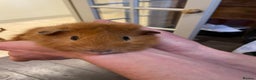 Guinea Pig rodents for sale: Lovely male Abyssinian  - Advert 3