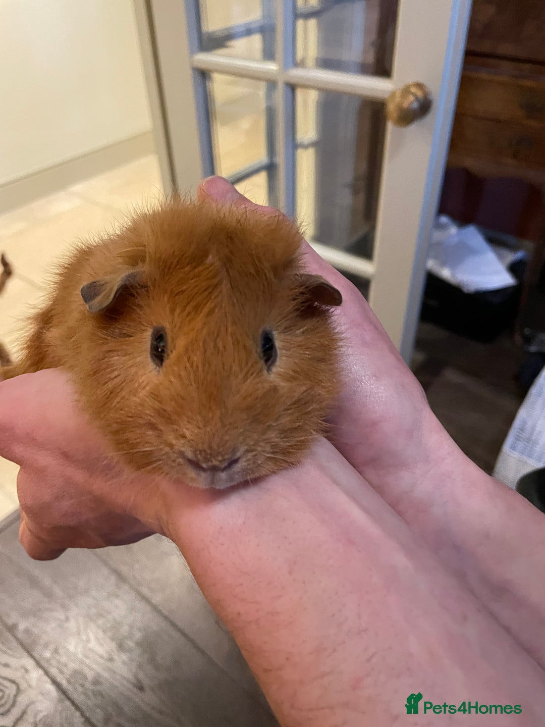 Guinea Pig rodents for sale: Lovely male Abyssinian  - Advert 3