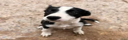 Border Collie dogs for sale: ONE REMAINING - Female Border Collie Puppies - Advert 13
