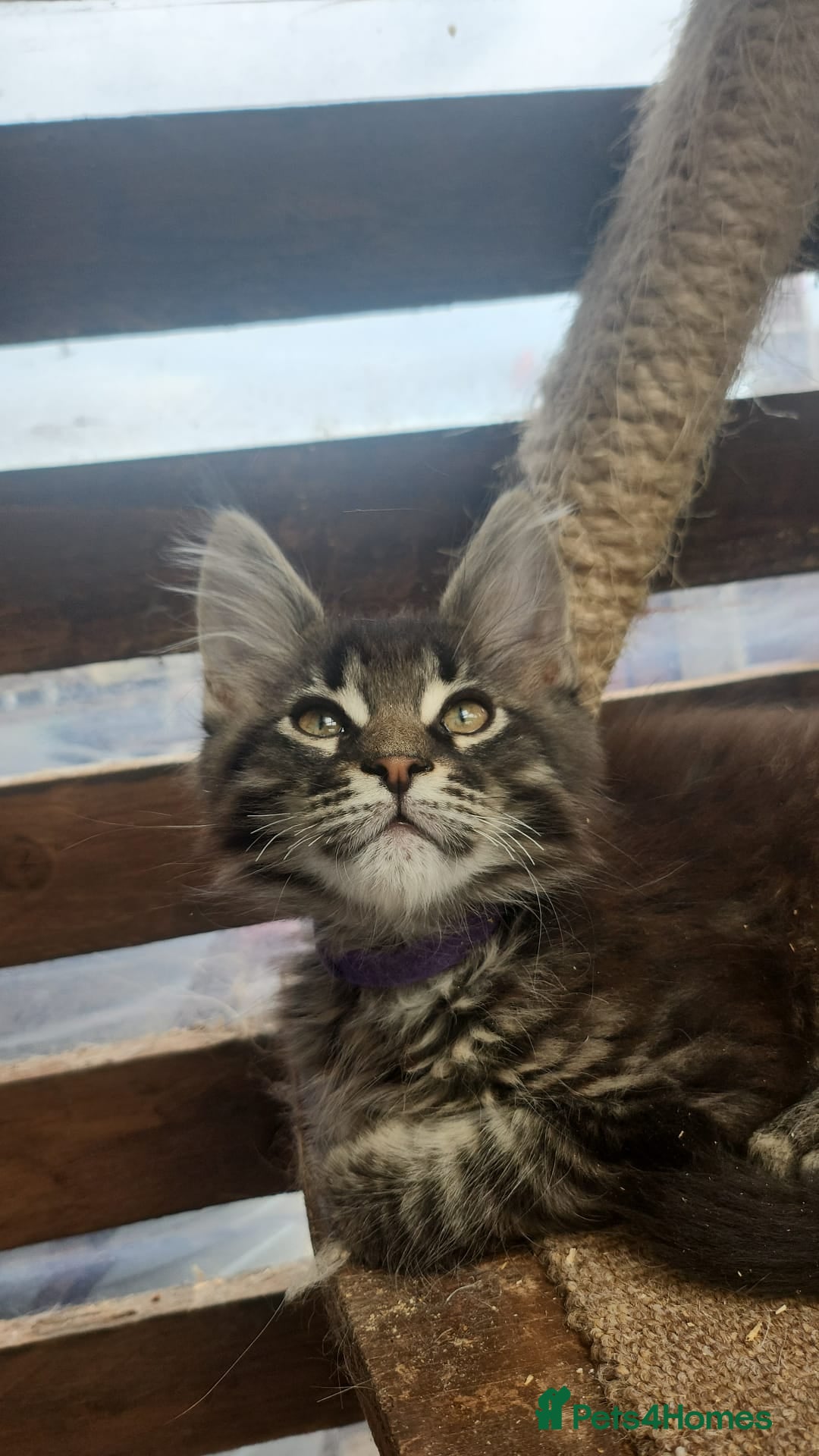 Maine Coon cats for sale: Maine coon ative purebred pedigre in Barnsley - Image 19